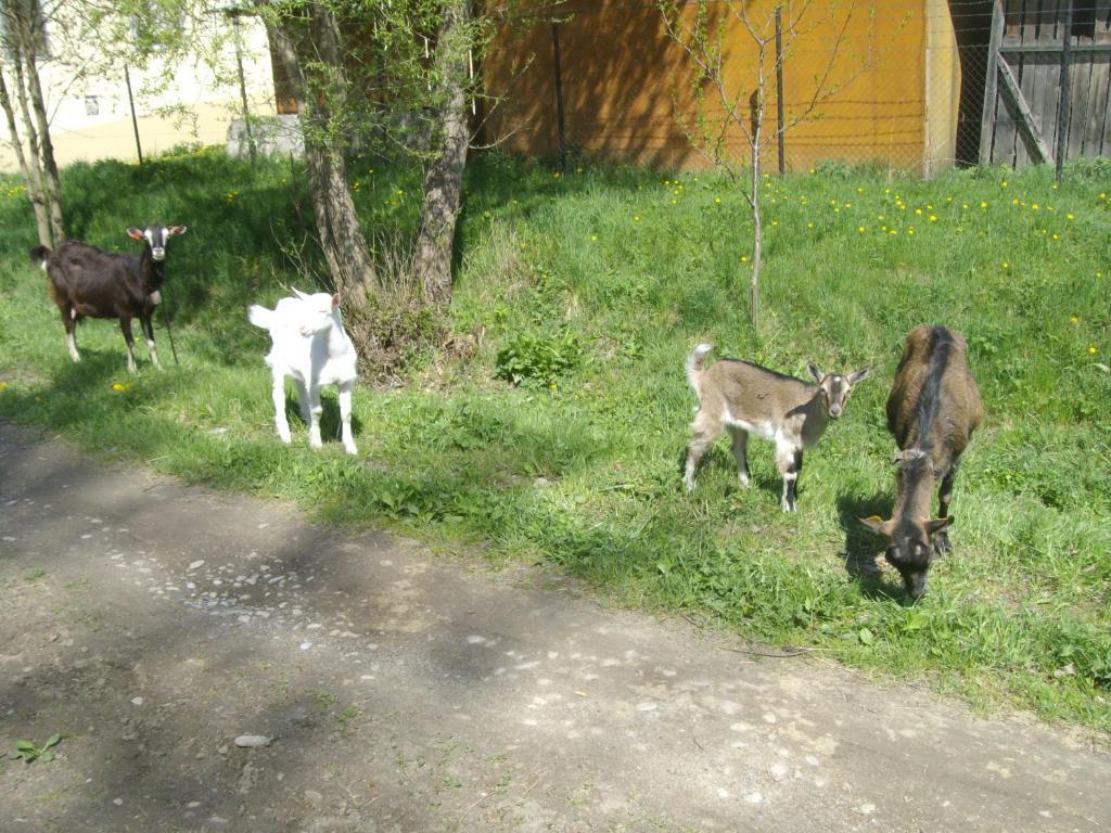 Chaty Dagmar Liptovsky Mikulas Luaran gambar